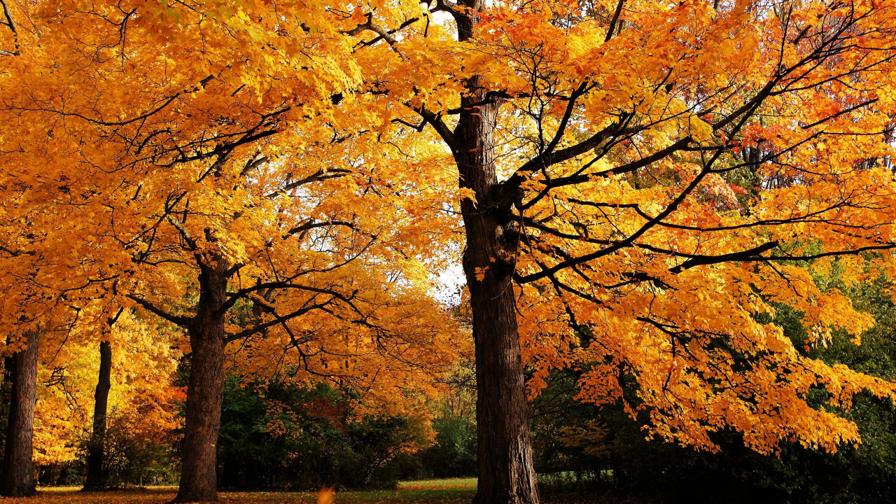 Brown and Yellow Trees on Green Grass Field During Daytime. Wallpaper in 1280x720 Resolution