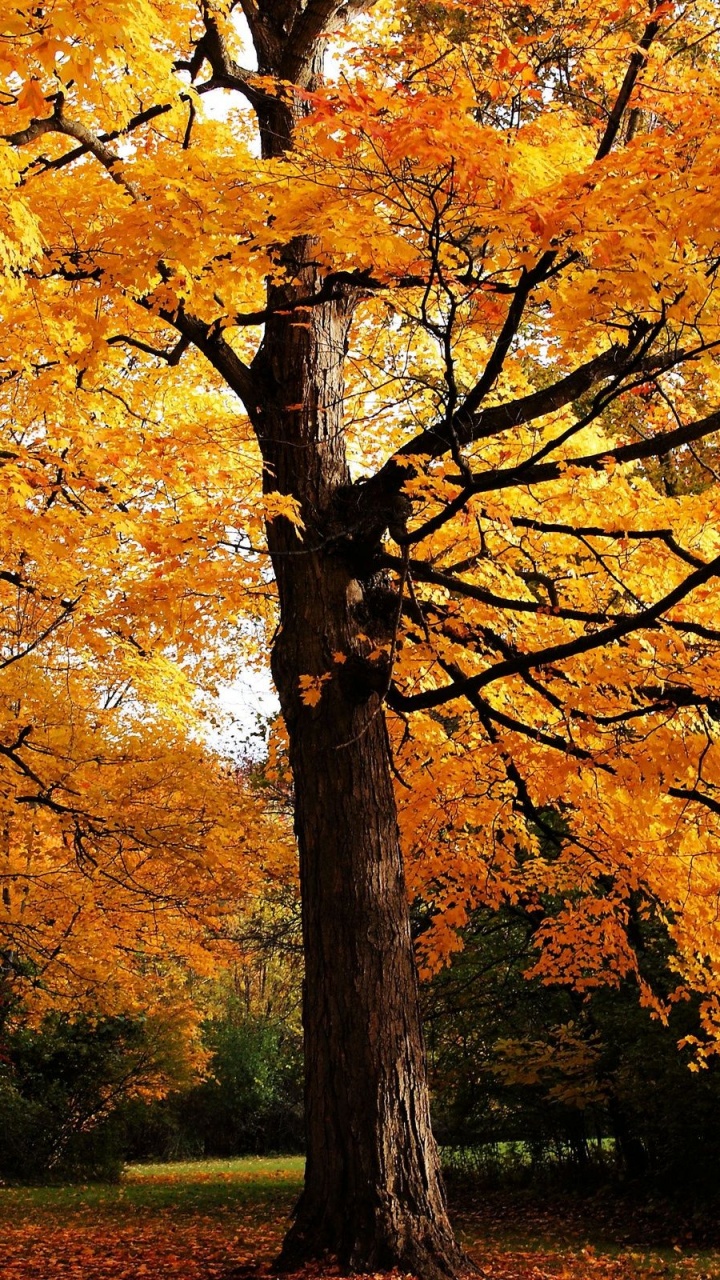 Brown and Yellow Trees on Green Grass Field During Daytime. Wallpaper in 720x1280 Resolution