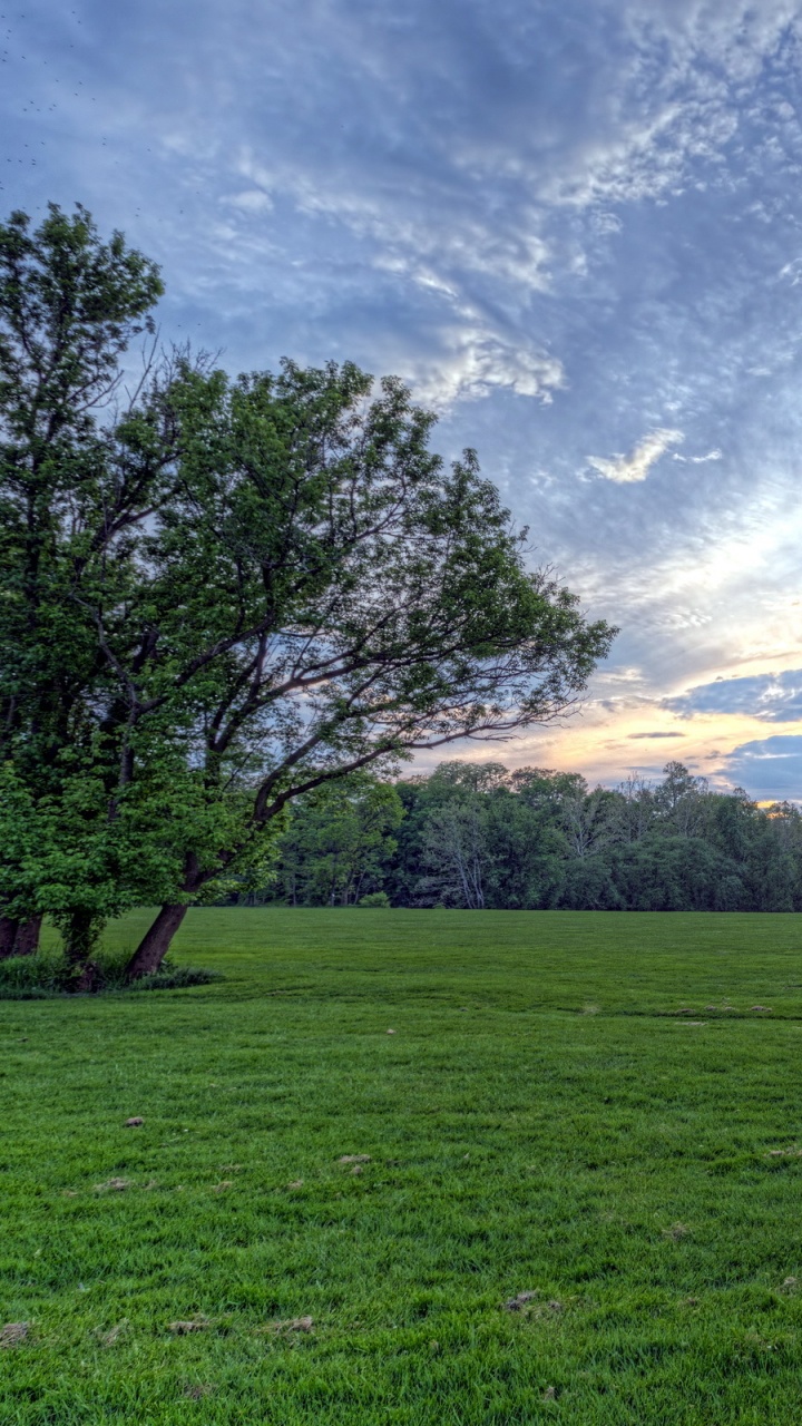 Green Grass Field With Trees Under Blue Sky During Daytime. Wallpaper in 720x1280 Resolution