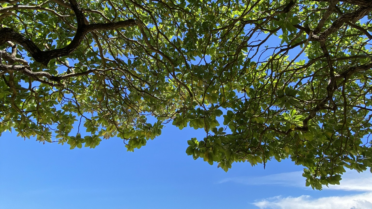 Baum, Branch, Ufer, Küste, Strand. Wallpaper in 1280x720 Resolution