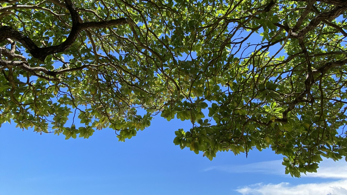 Baum, Branch, Ufer, Küste, Strand. Wallpaper in 1366x768 Resolution