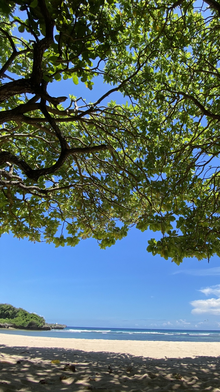 Baum, Branch, Ufer, Küste, Strand. Wallpaper in 720x1280 Resolution