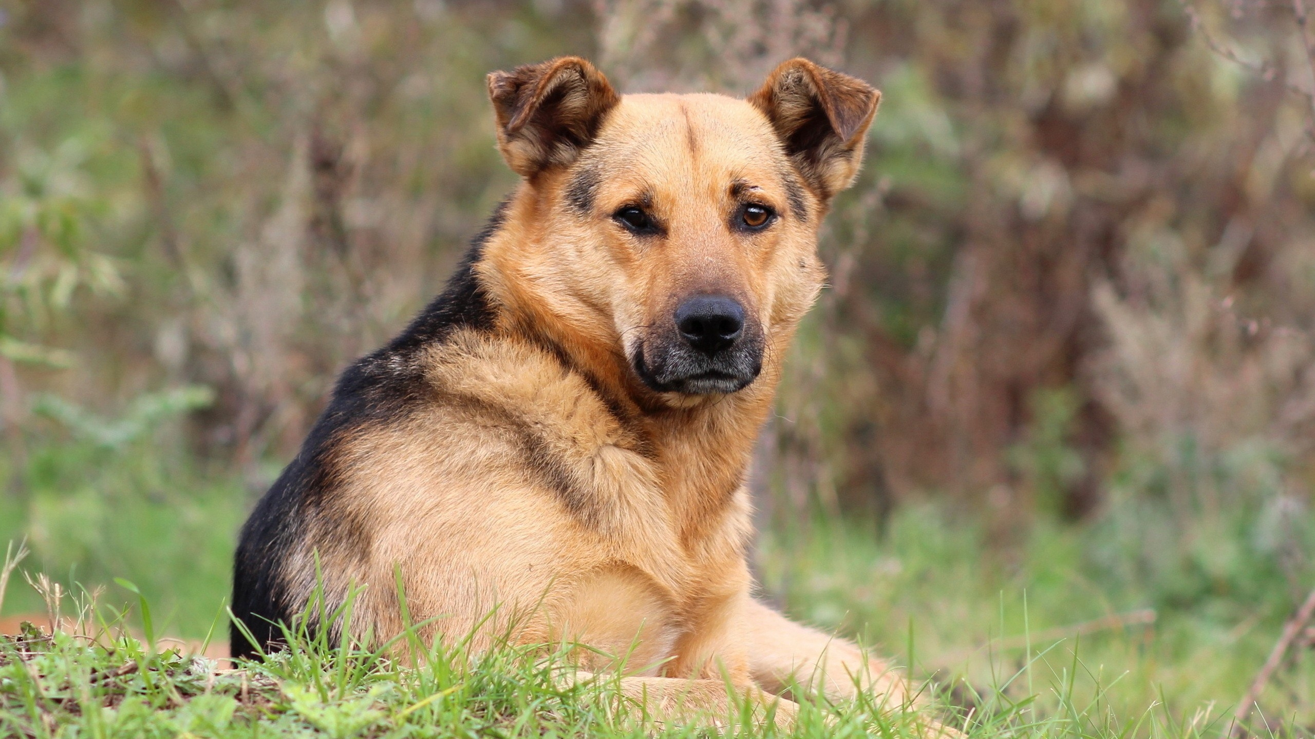 Brown and Black Short Coated Dog Lying on Green Grass During Daytime. Wallpaper in 2560x1440 Resolution