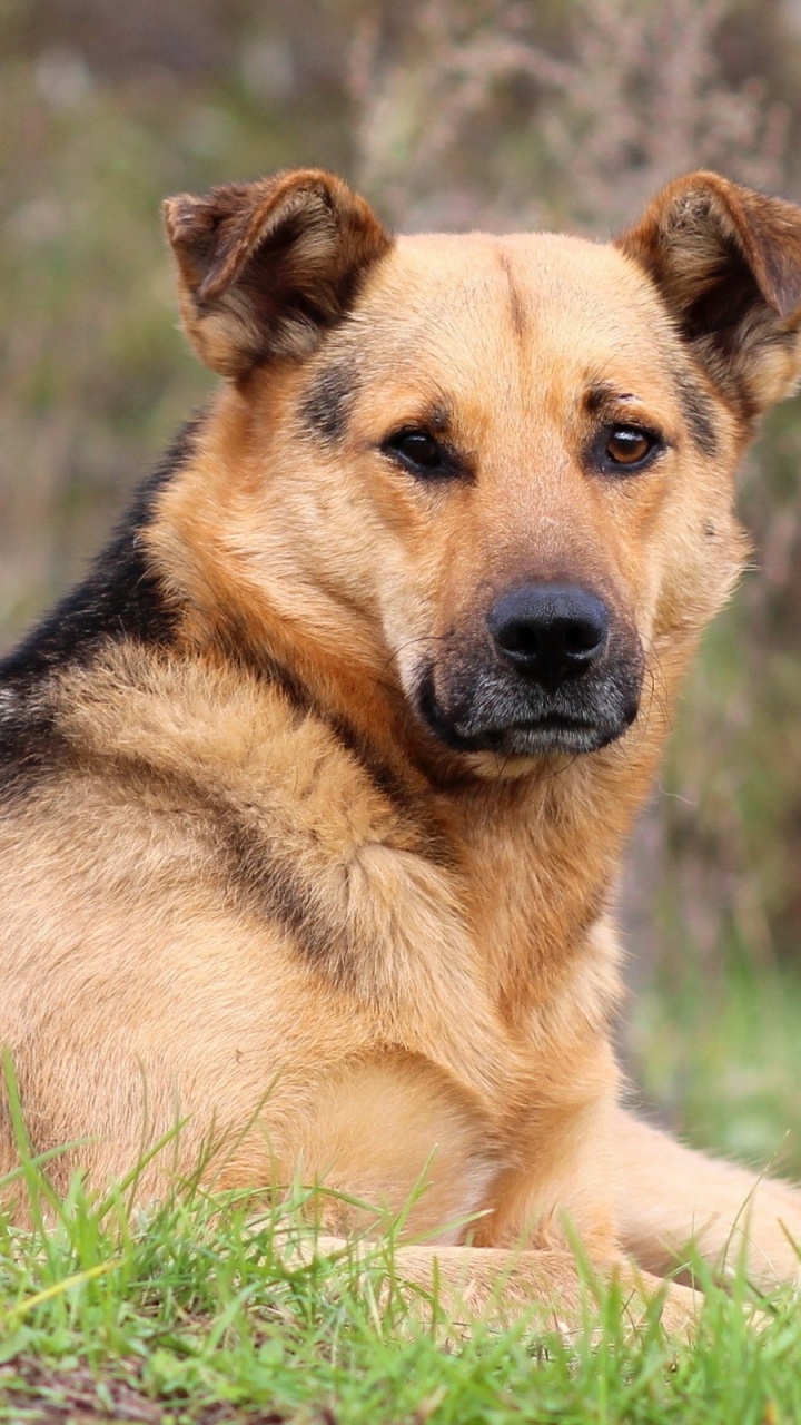 Brown and Black Short Coated Dog Lying on Green Grass During Daytime. Wallpaper in 720x1280 Resolution