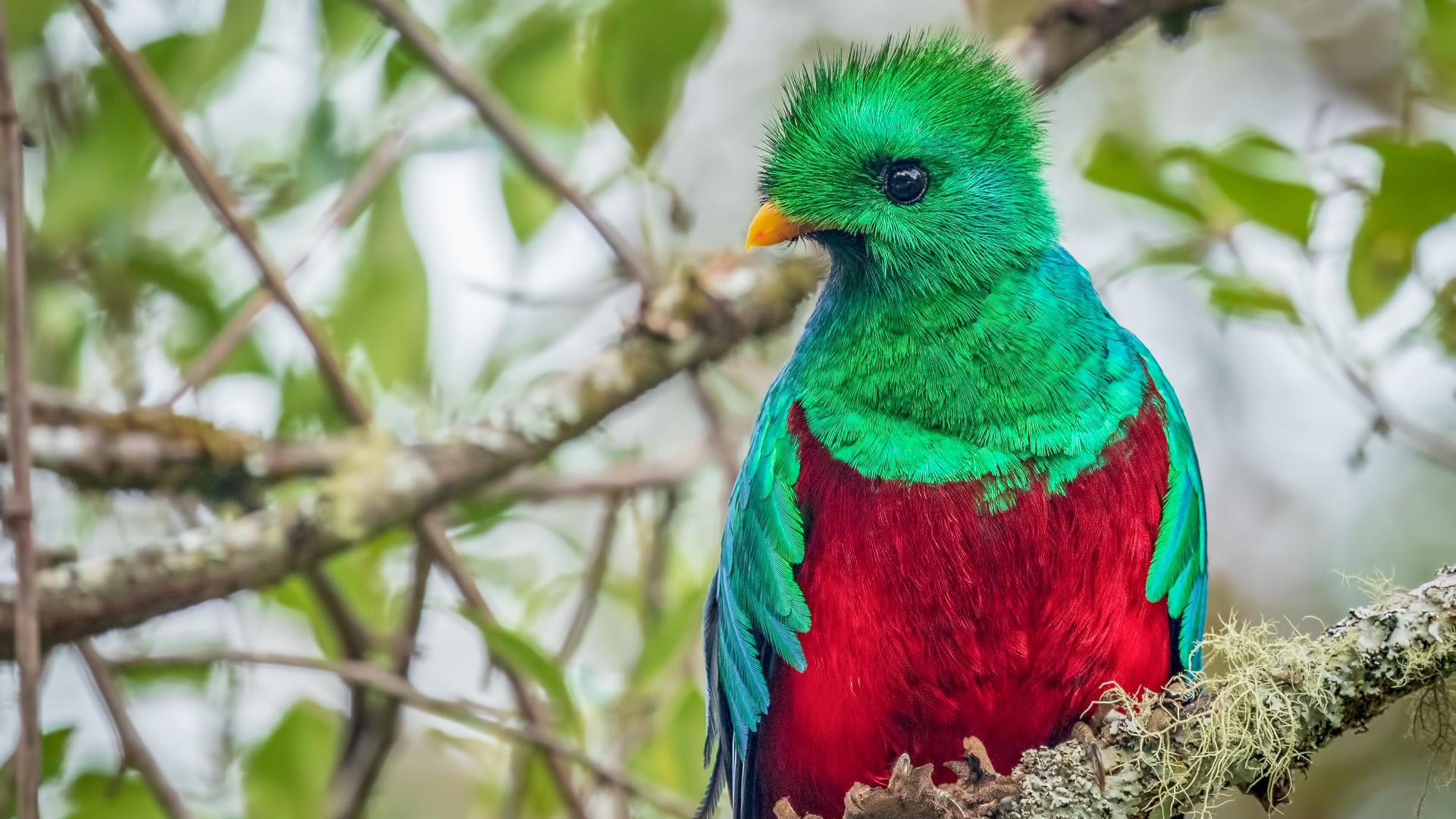 Quetzal Resplendissant, Quetzal, Plume, Oiseau, Bec. Wallpaper in 1920x1080 Resolution
