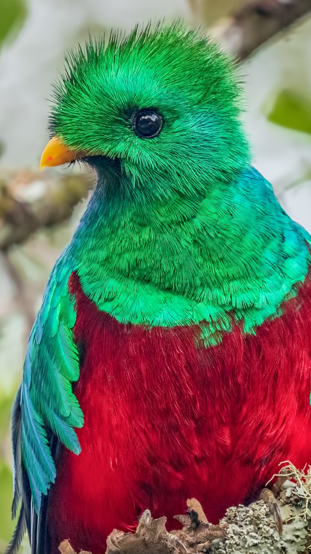Resplendent Quetzal, Birds, Quetzal, Feather, Bird. Wallpaper in 1080x1920 Resolution