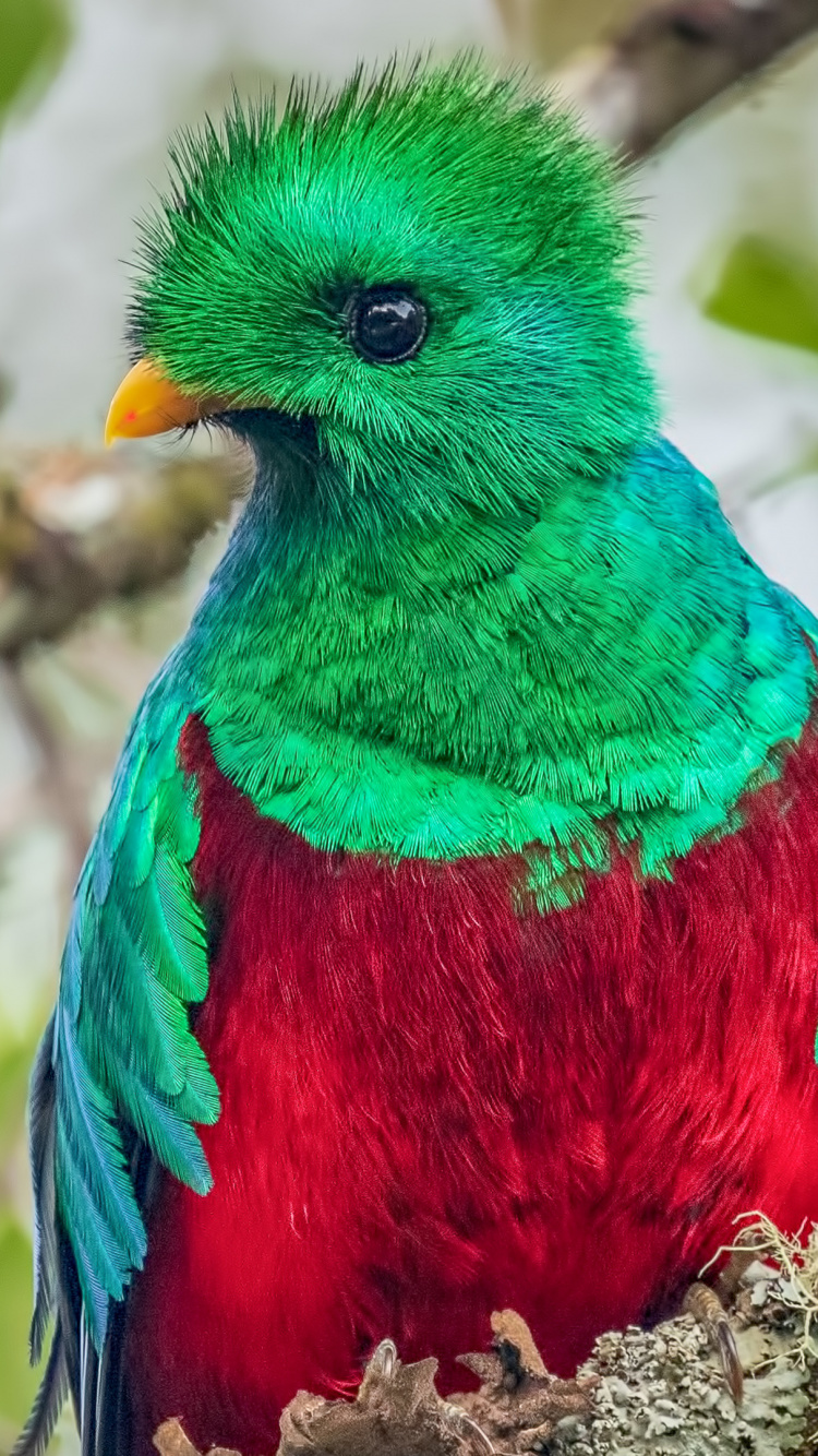 Resplendent Quetzal, Birds, Quetzal, Feather, Bird. Wallpaper in 750x1334 Resolution