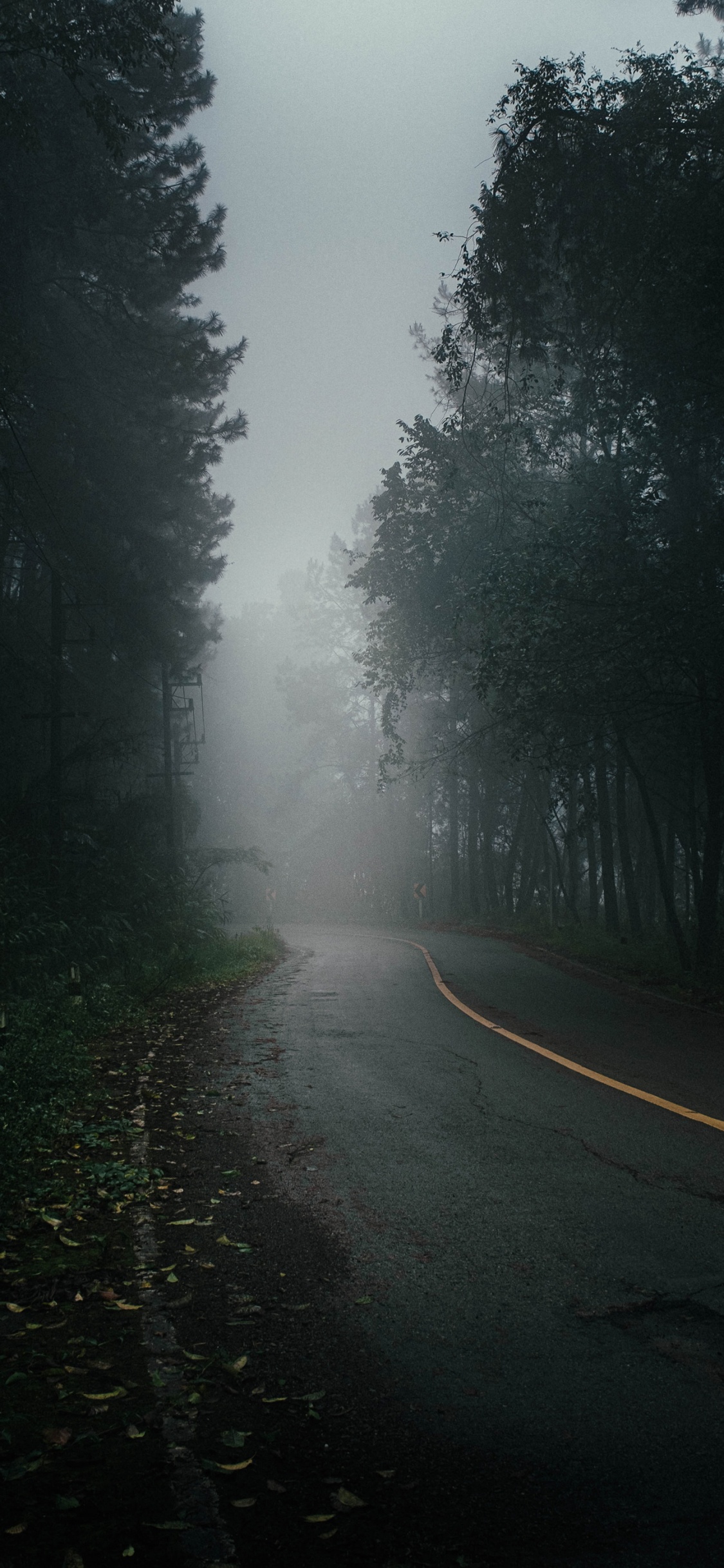 Nebel, Baum, Road, Brücke, Car. Wallpaper in 1125x2436 Resolution