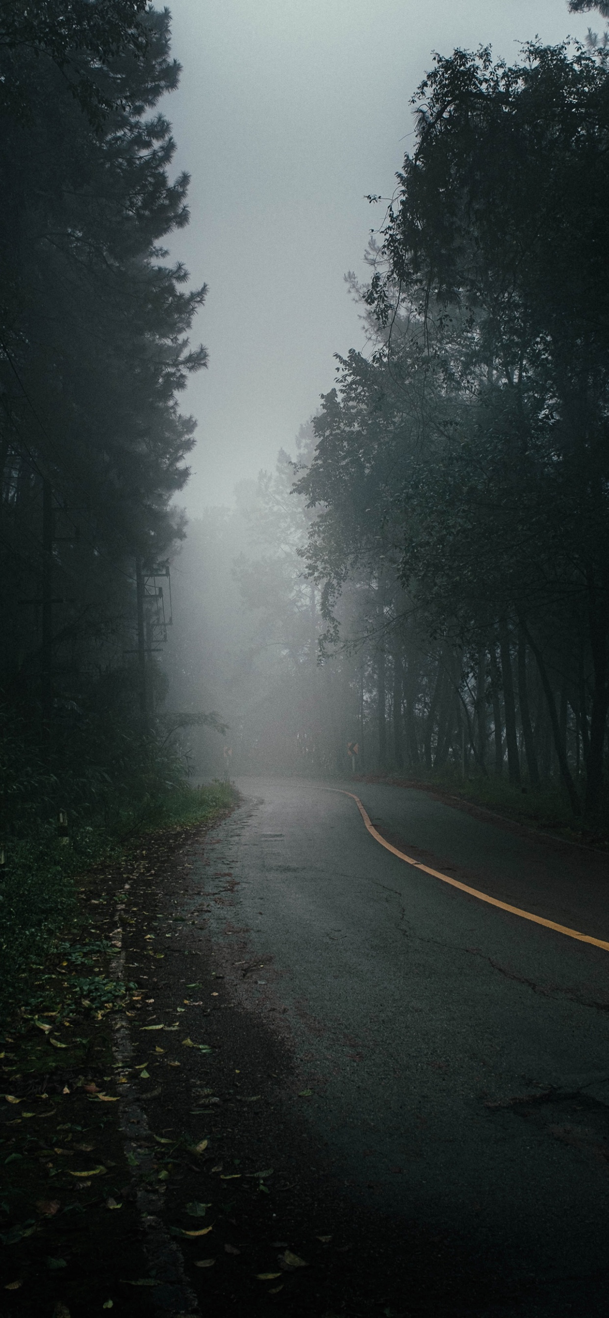 Nebel, Baum, Road, Brücke, Car. Wallpaper in 1242x2688 Resolution