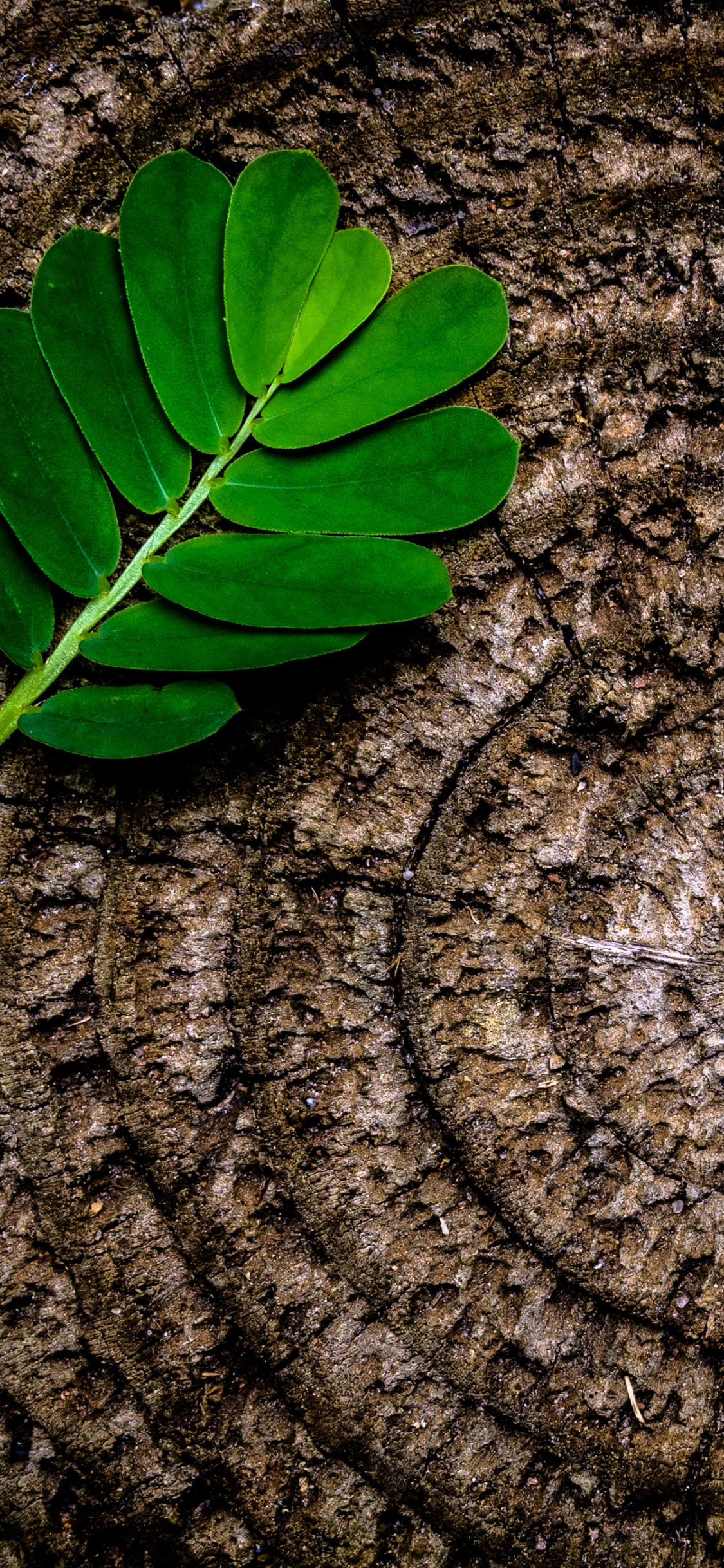 Grünes Blatt Auf Brauner Holzoberfläche. Wallpaper in 1125x2436 Resolution