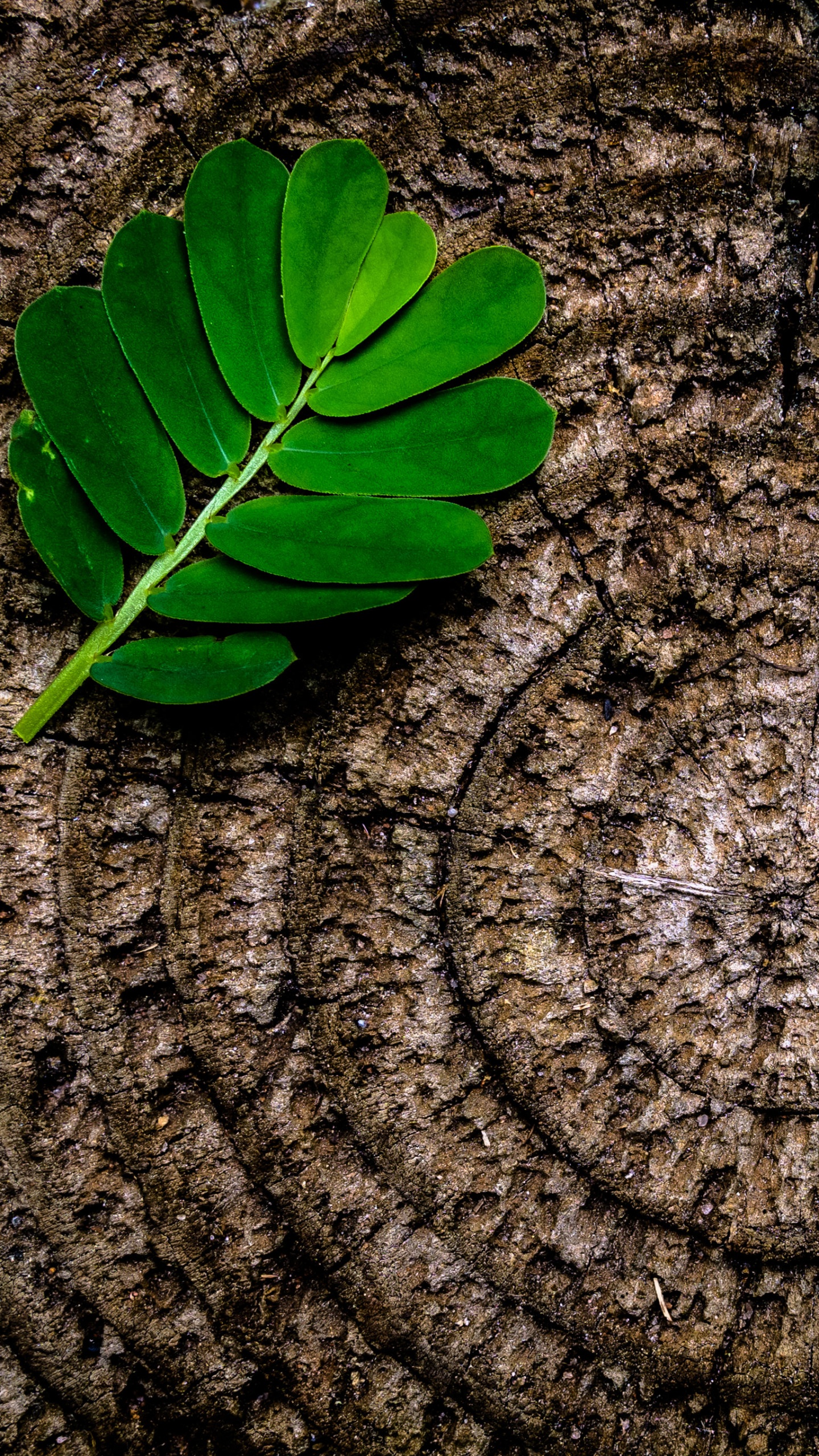 Feuille Verte Sur Une Surface en Bois Marron. Wallpaper in 1440x2560 Resolution