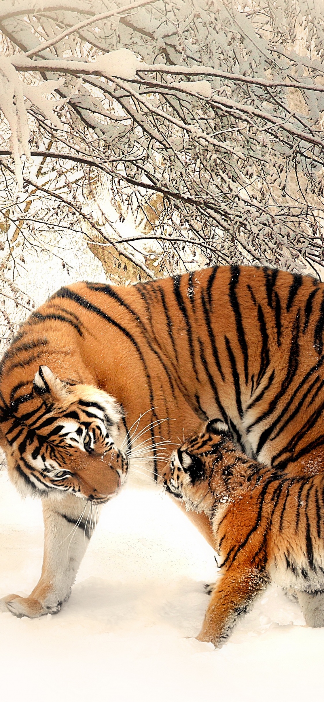 Tigre Caminando Sobre un Suelo Cubierto de Nieve Durante el Día. Wallpaper in 1125x2436 Resolution