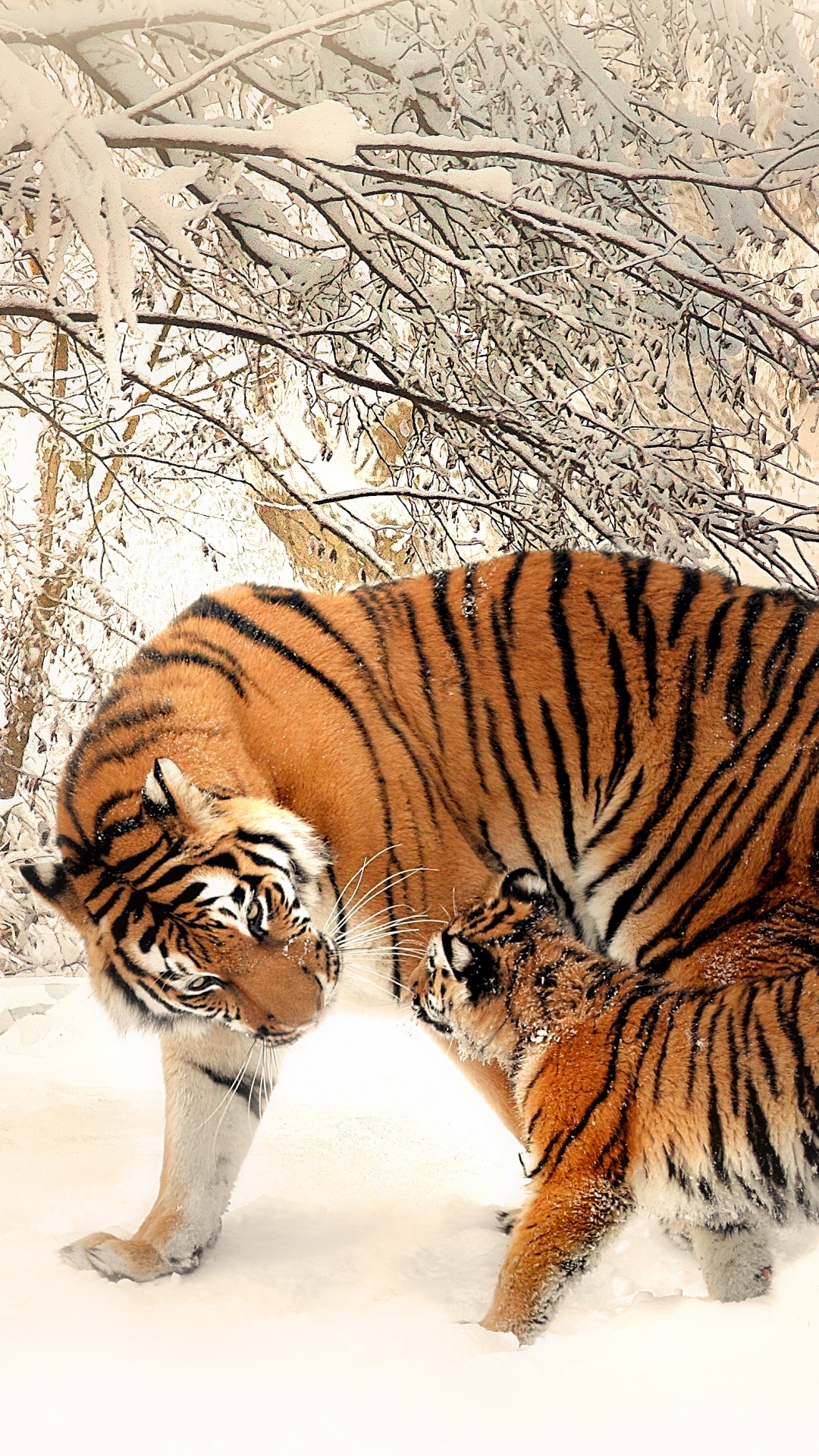 Tiger Walking on Snow Covered Ground During Daytime. Wallpaper in 1080x1920 Resolution