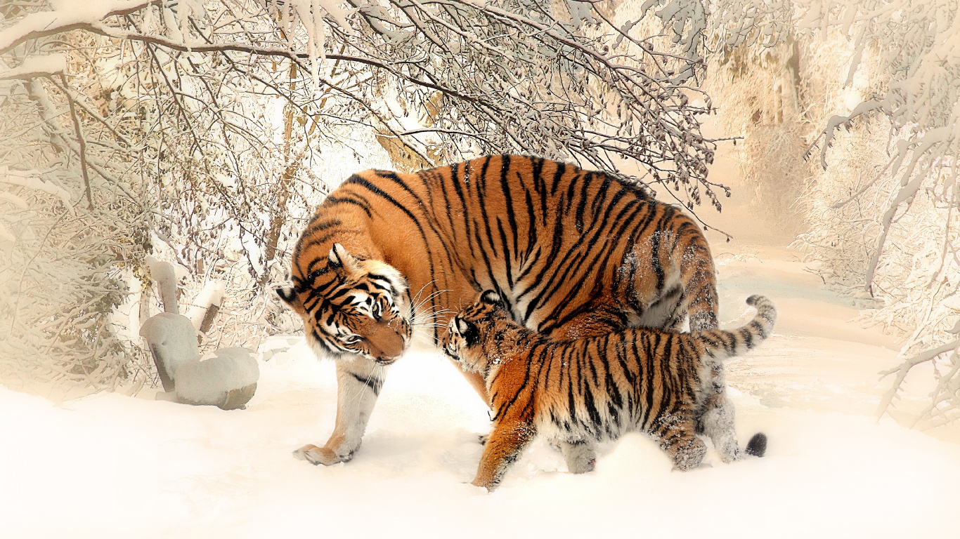Tiger Walking on Snow Covered Ground During Daytime. Wallpaper in 1366x768 Resolution