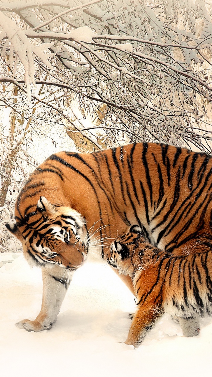 Tiger Walking on Snow Covered Ground During Daytime. Wallpaper in 720x1280 Resolution