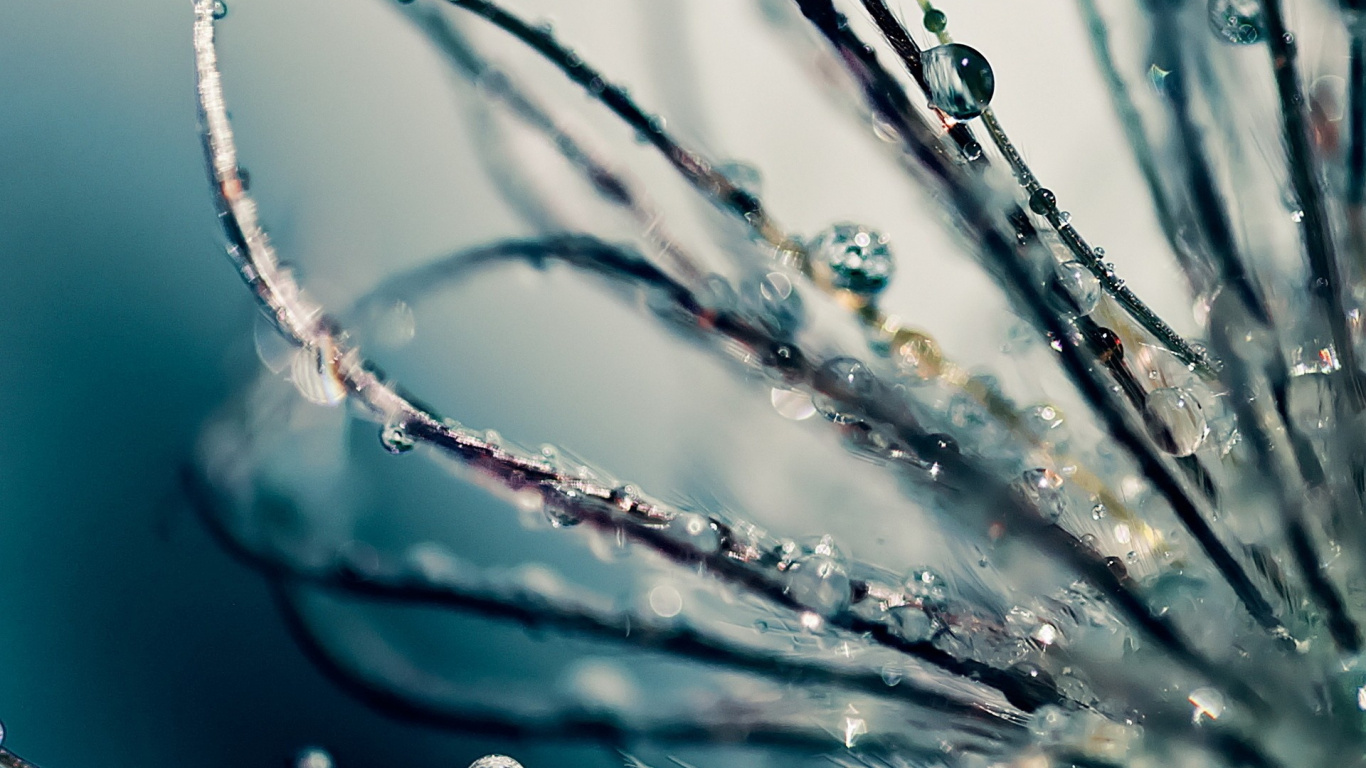 Water Droplets on Purple and Green Plant. Wallpaper in 1366x768 Resolution
