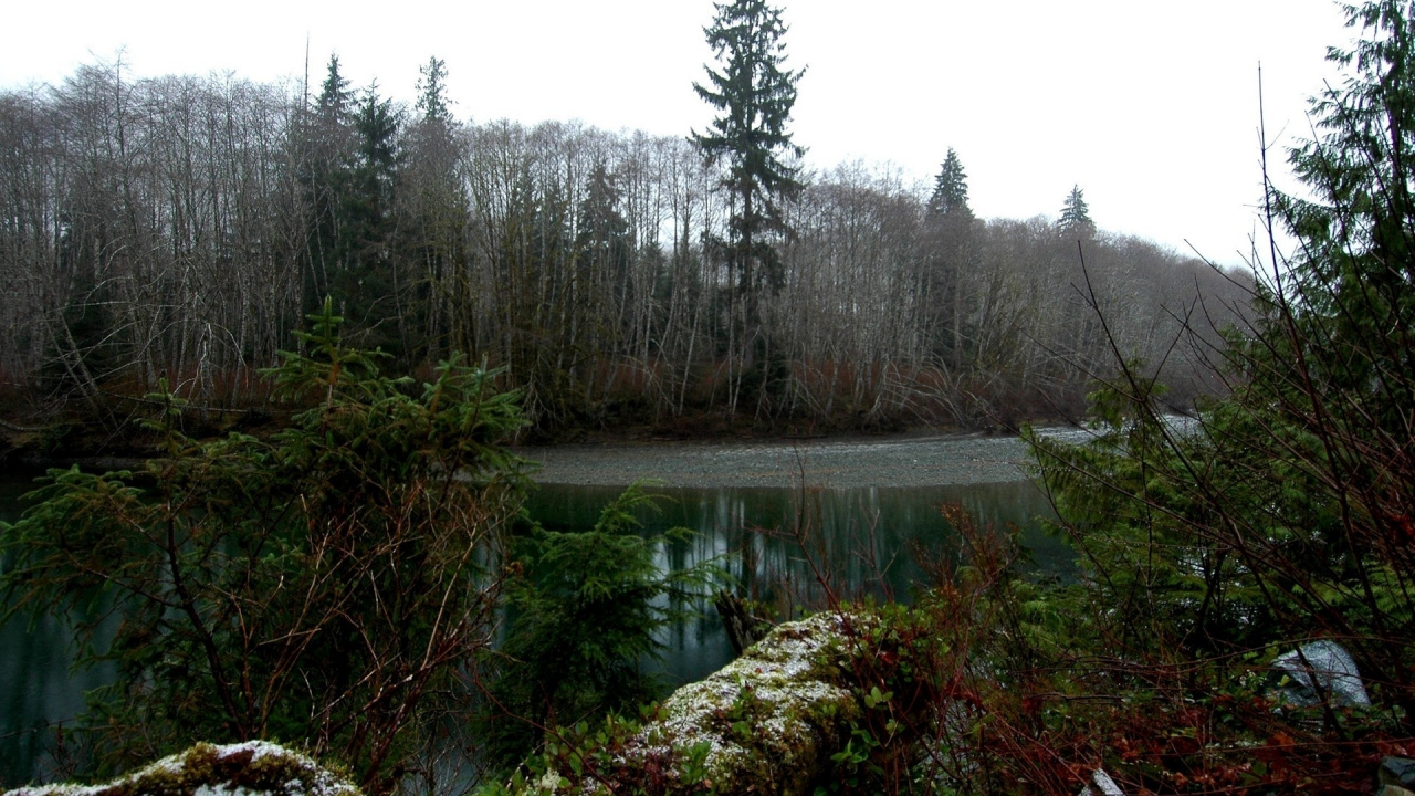 Green Trees Near River During Daytime. Wallpaper in 1280x720 Resolution