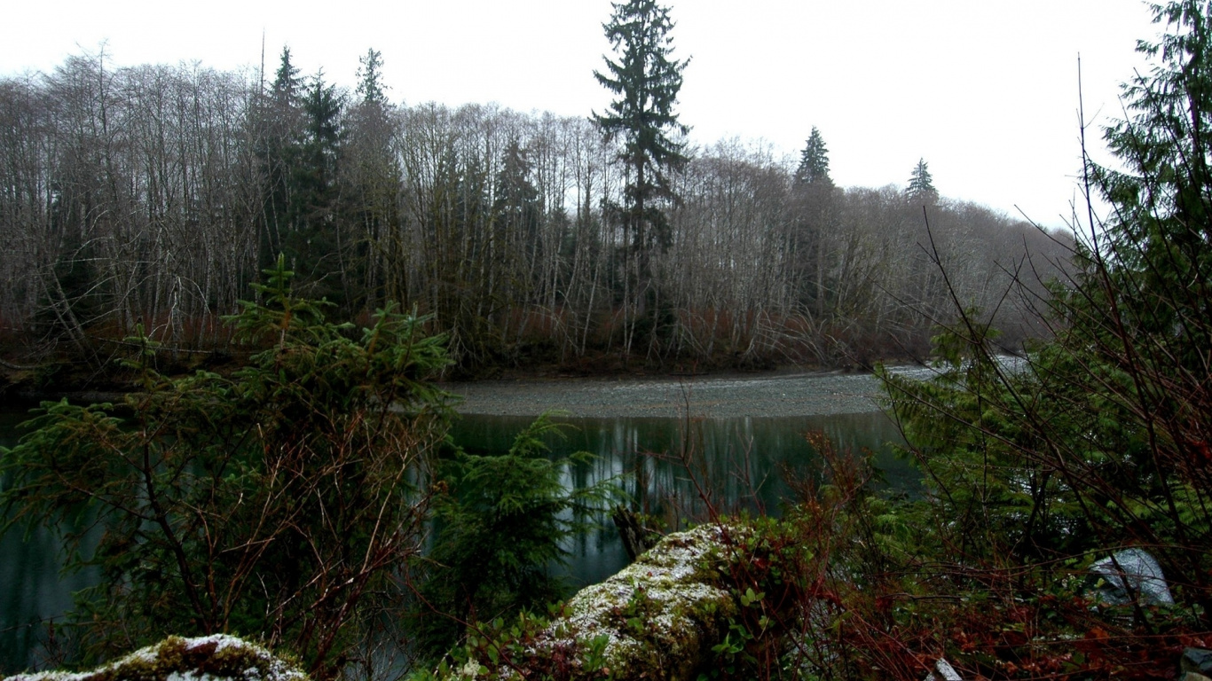 Green Trees Near River During Daytime. Wallpaper in 1366x768 Resolution