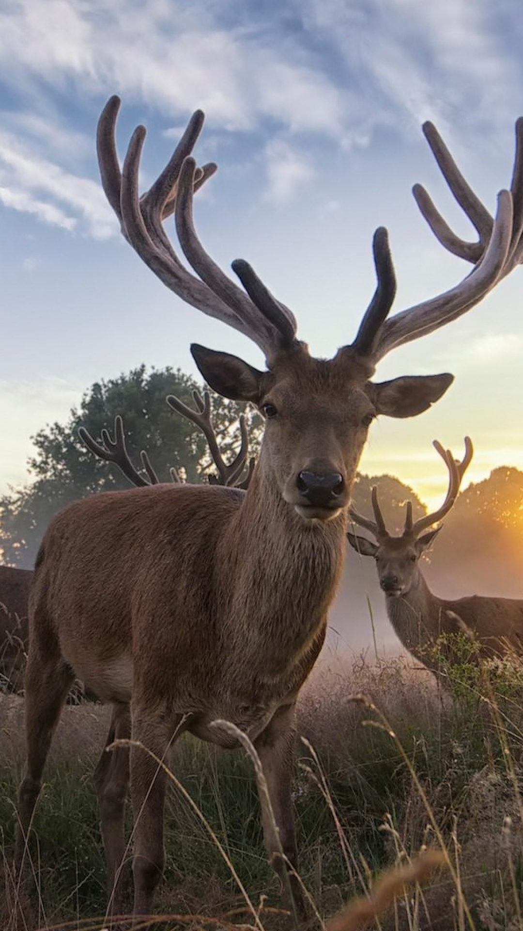Brown Deer on Green Grass During Sunset. Wallpaper in 1080x1920 Resolution