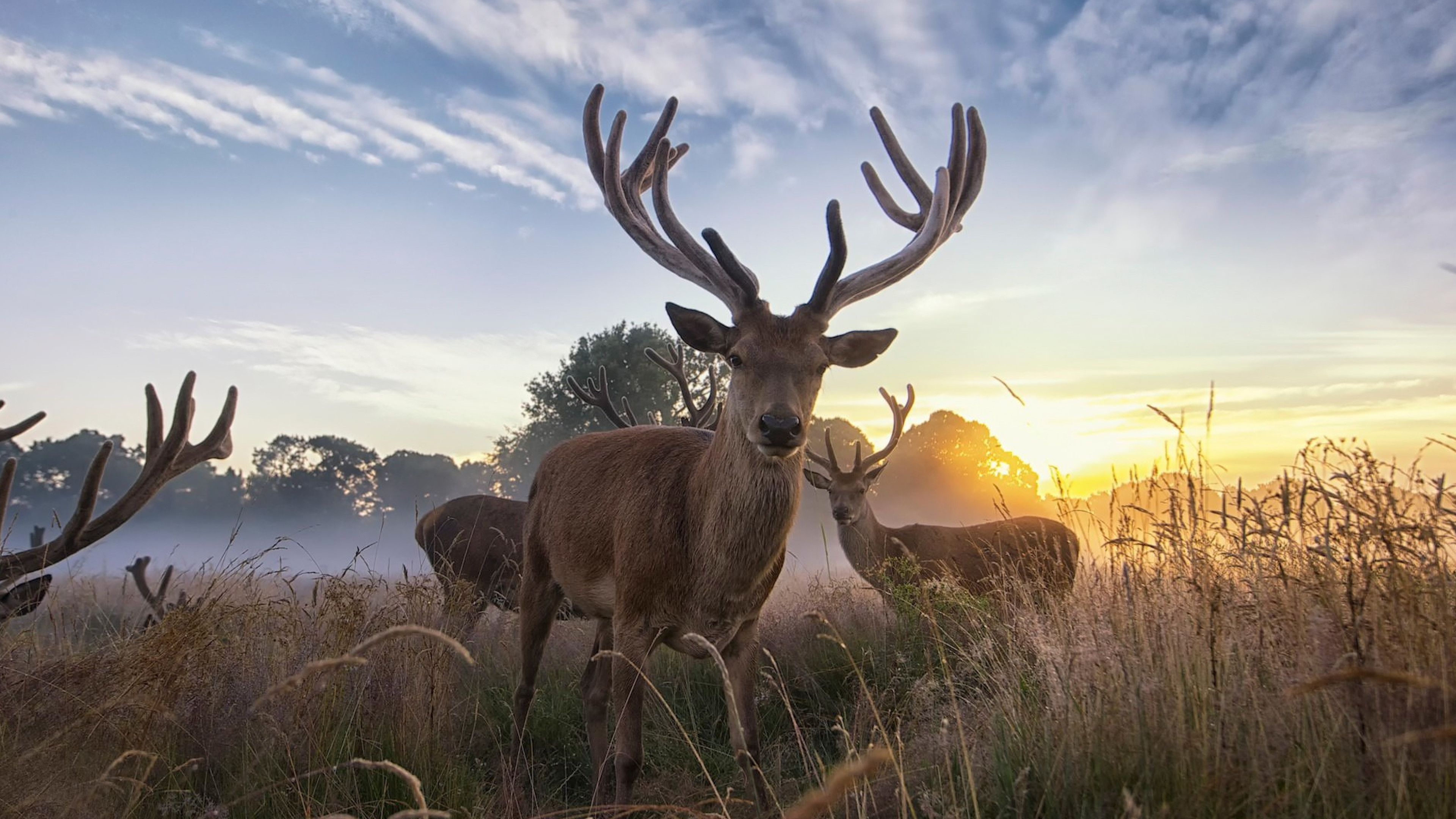 Brown Deer on Green Grass During Sunset. Wallpaper in 3840x2160 Resolution