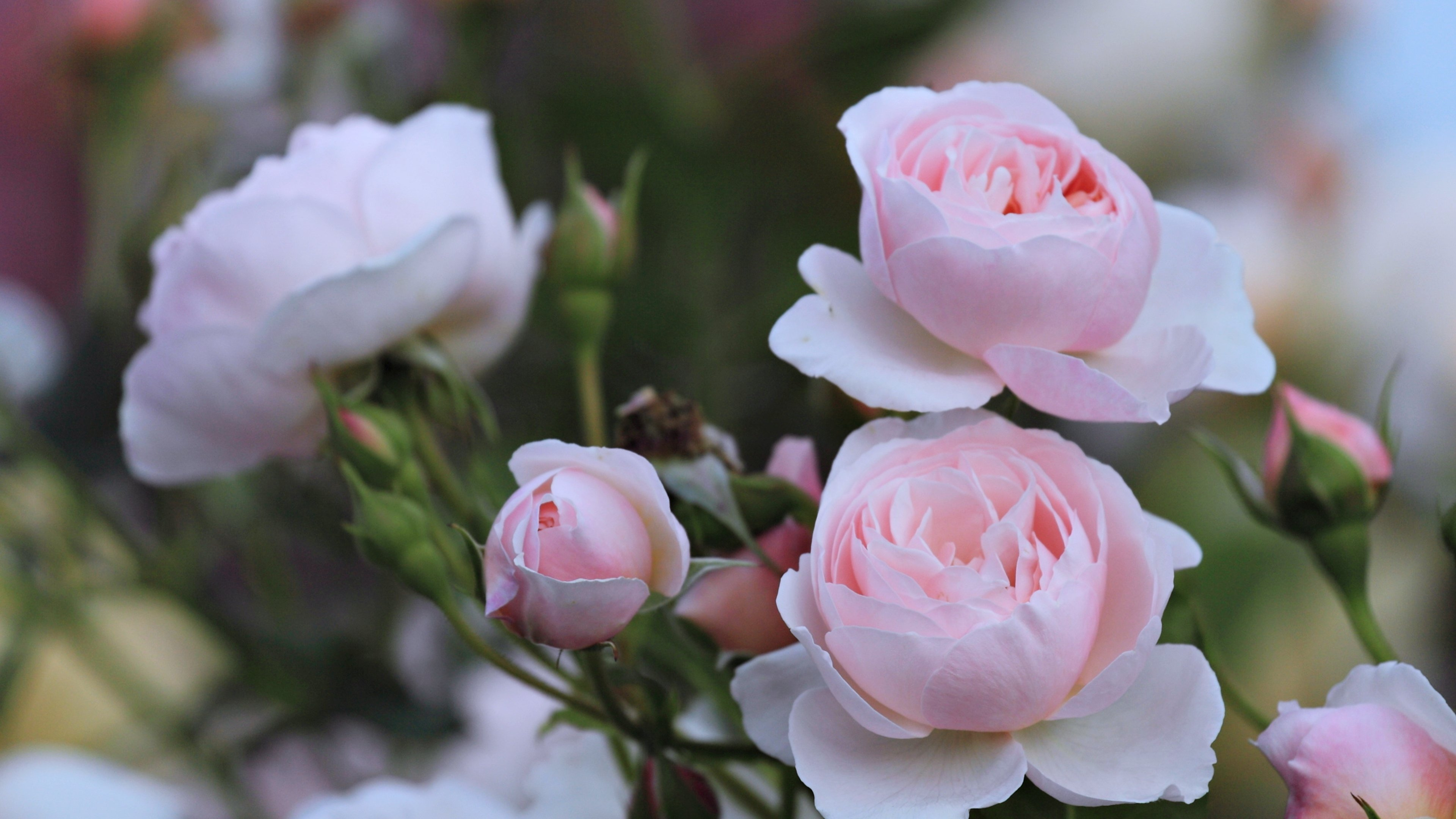 Pink Roses in Tilt Shift Lens. Wallpaper in 3840x2160 Resolution