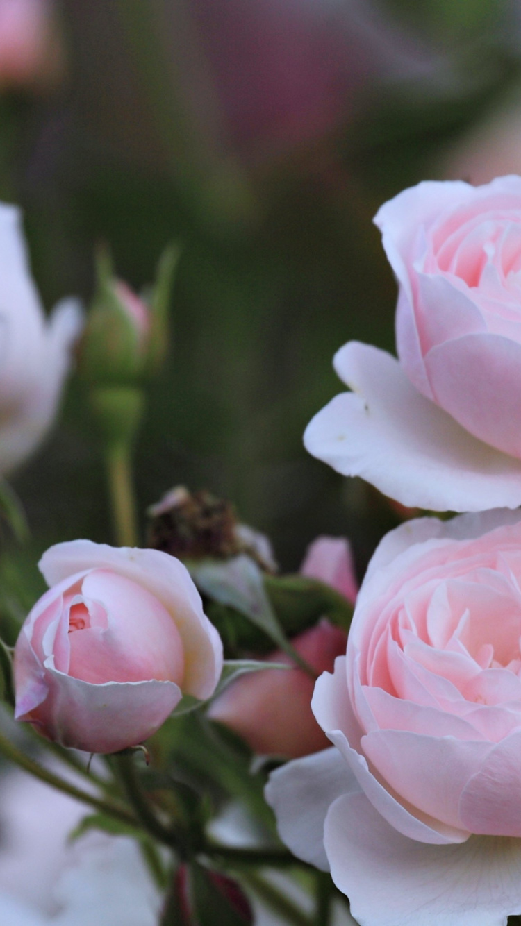 Rosa Rosen in Tilt-Shift-Linse. Wallpaper in 750x1334 Resolution