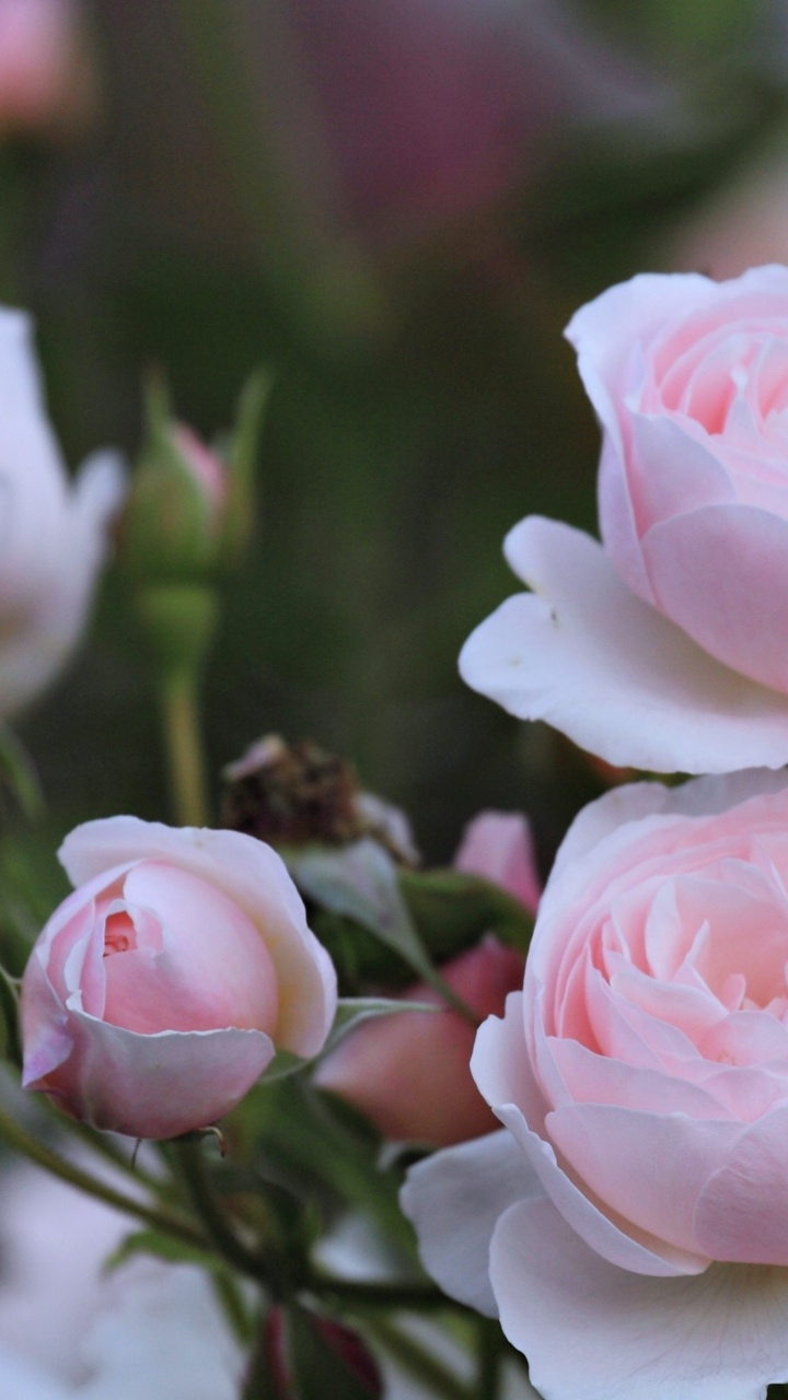 Roses Roses Dans L'objectif à Bascule. Wallpaper in 720x1280 Resolution