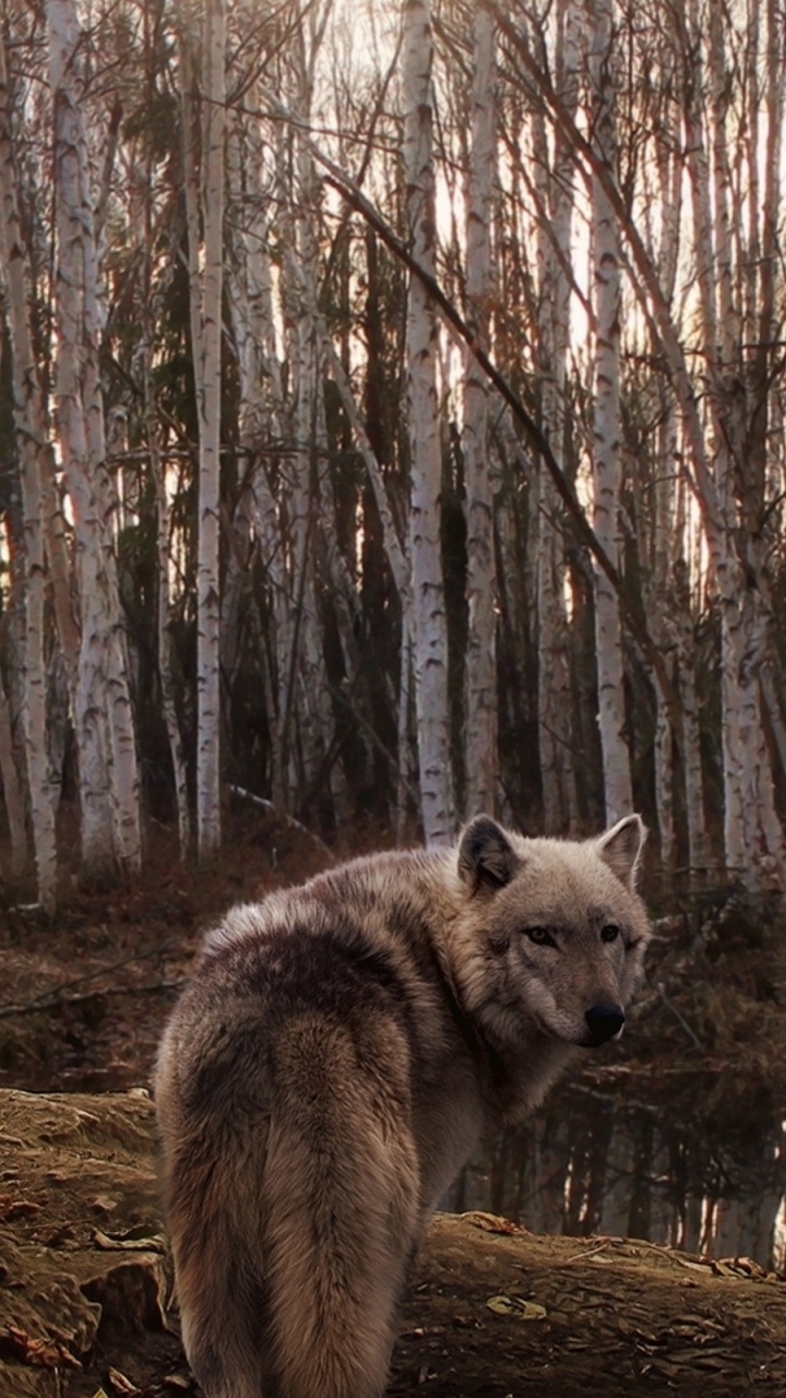Loup Blanc Sur la Forêt Pendant la Journée. Wallpaper in 720x1280 Resolution