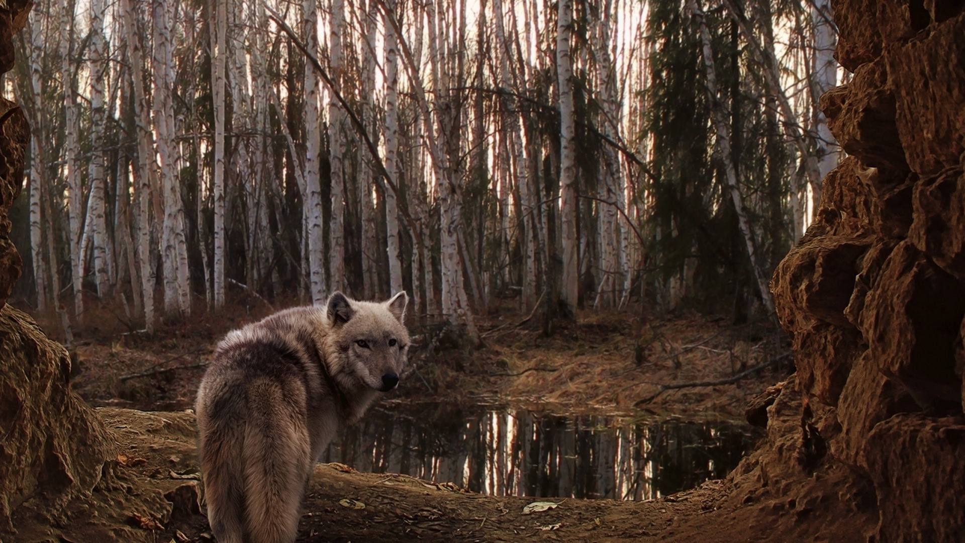 Lobo Blanco en el Bosque Durante el Día. Wallpaper in 1920x1080 Resolution