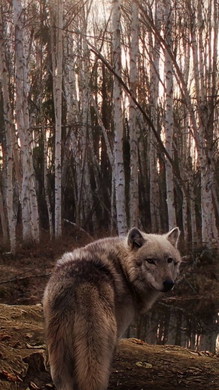 Lobo Blanco en el Bosque Durante el Día. Wallpaper in 720x1280 Resolution