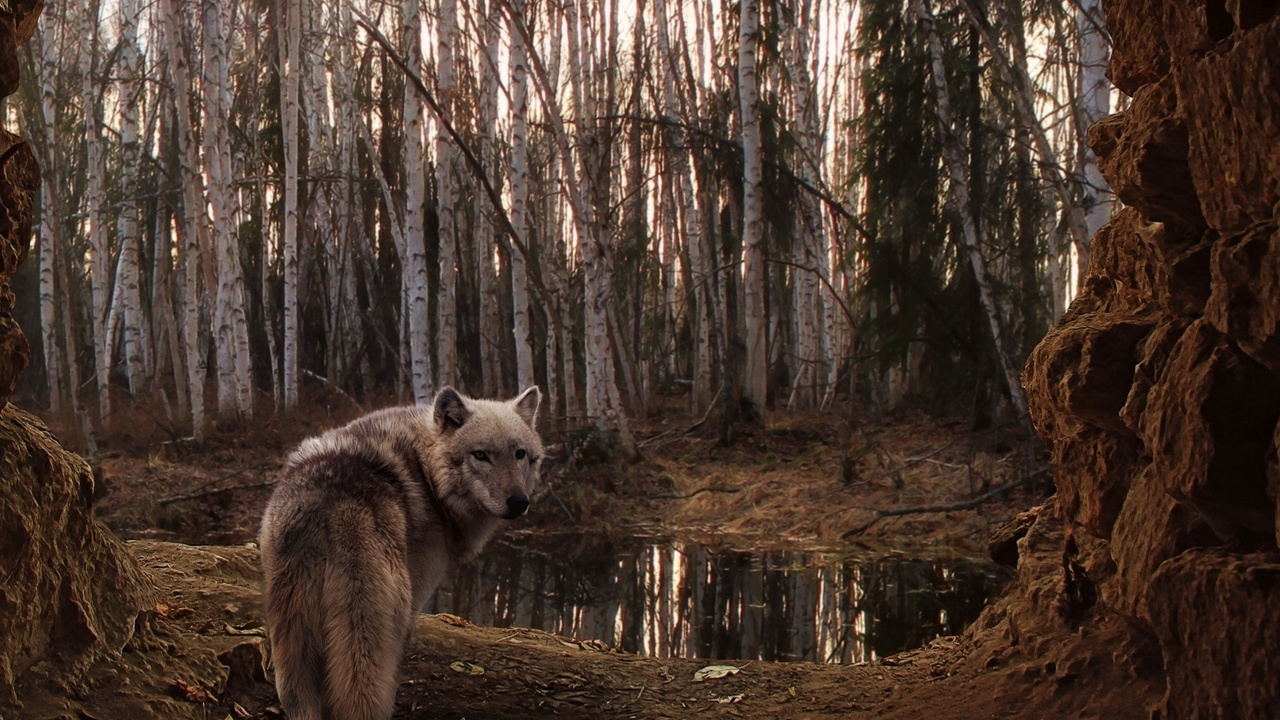 Weißer Wolf Tagsüber im Wald. Wallpaper in 1280x720 Resolution