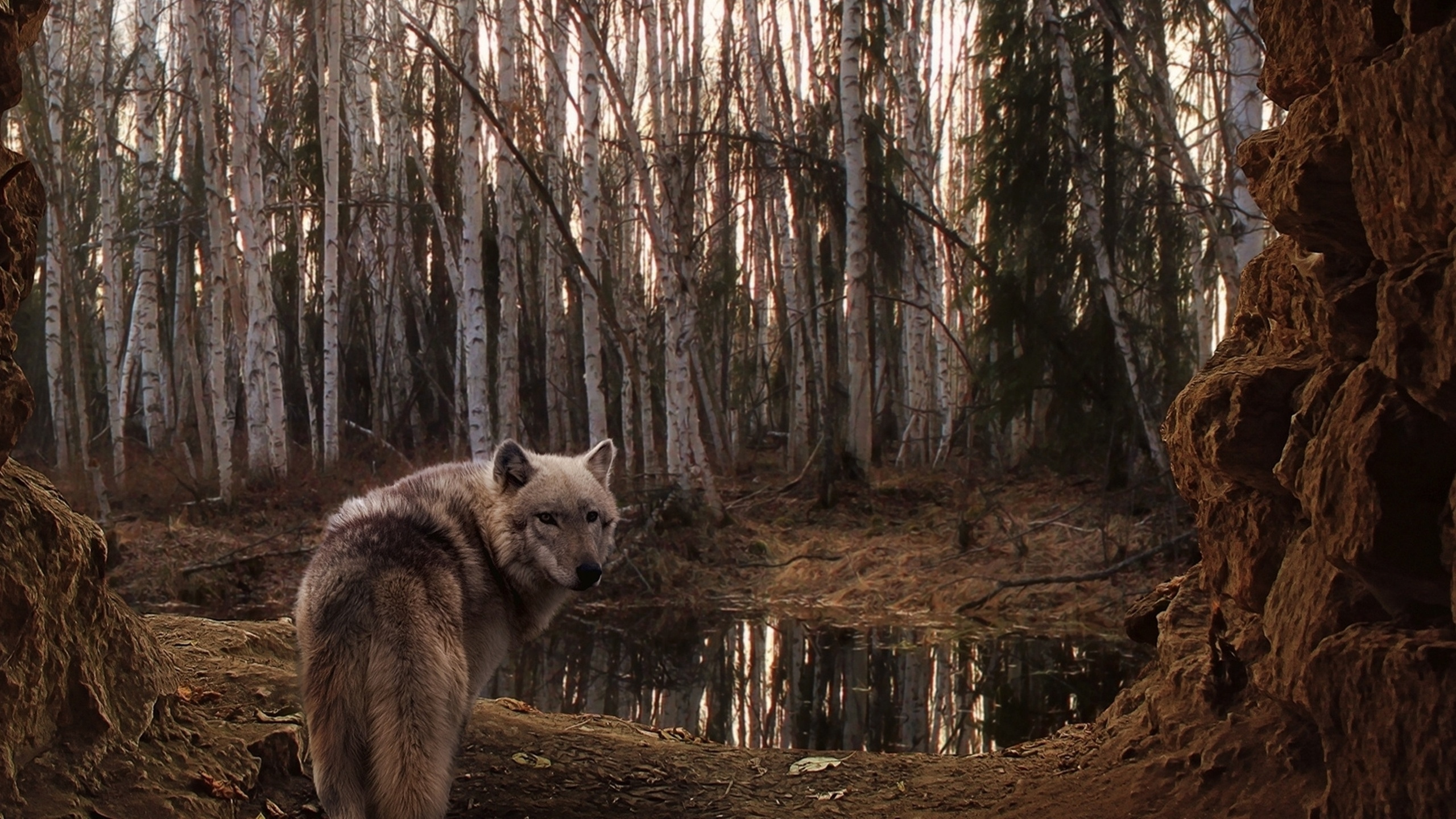 Weißer Wolf Tagsüber im Wald. Wallpaper in 2560x1440 Resolution