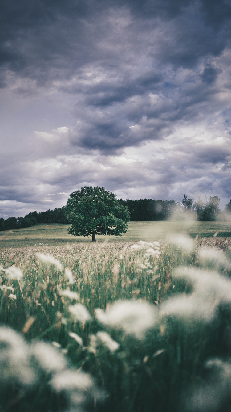 Natur, Cloud, Atmosphäre, Naturlandschaft, Cumulus. Wallpaper in 750x1334 Resolution