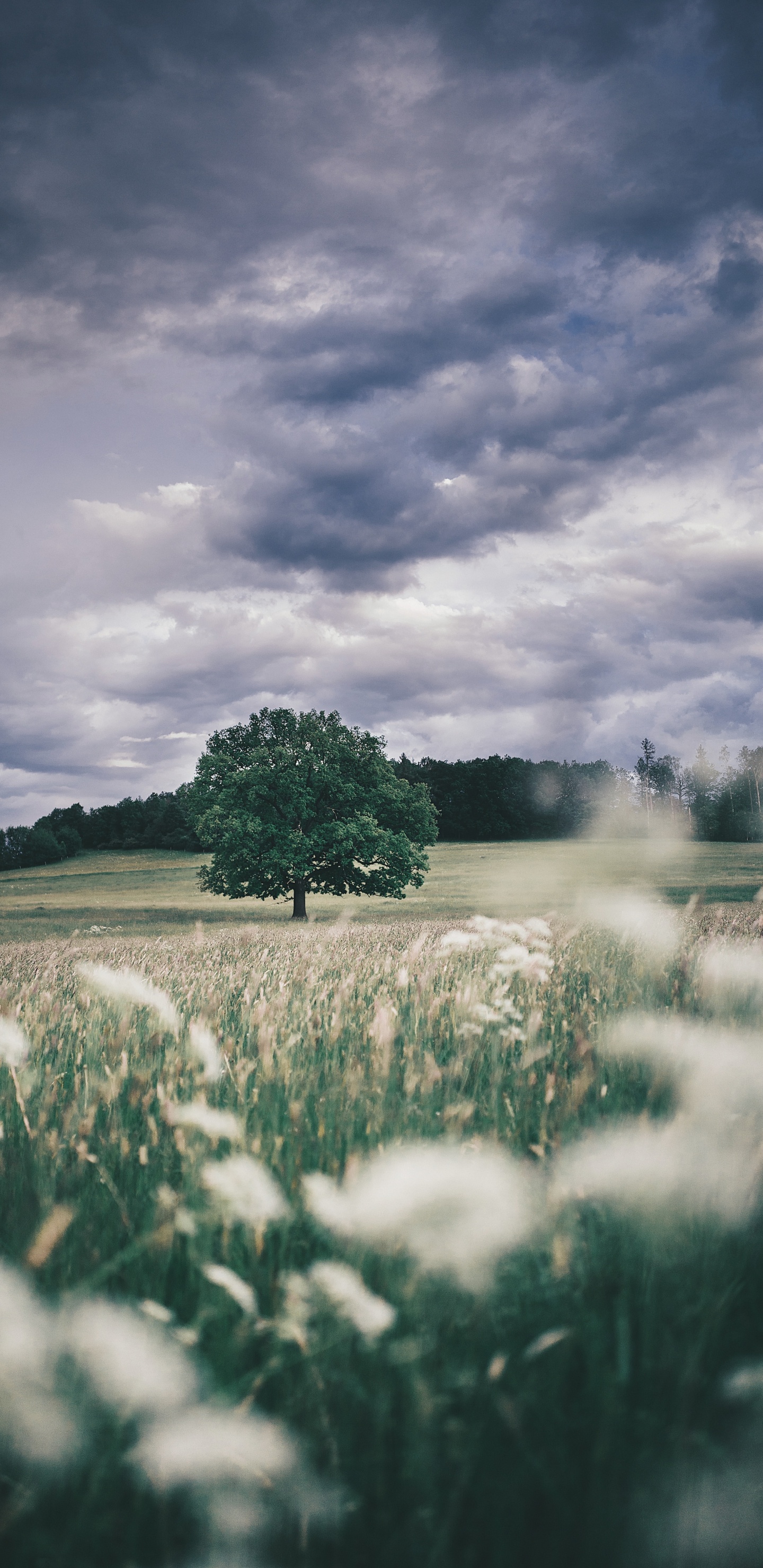 Naturaleza, Ambiente, Paisaje Natural, Cumulus. Wallpaper in 1440x2960 Resolution