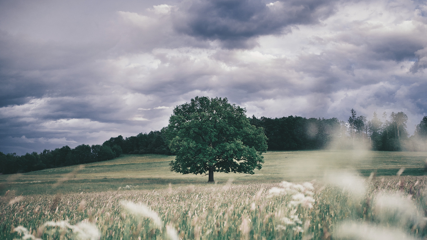 Nature, Cloud, Plant, Atmosphere, Natural Landscape. Wallpaper in 1366x768 Resolution