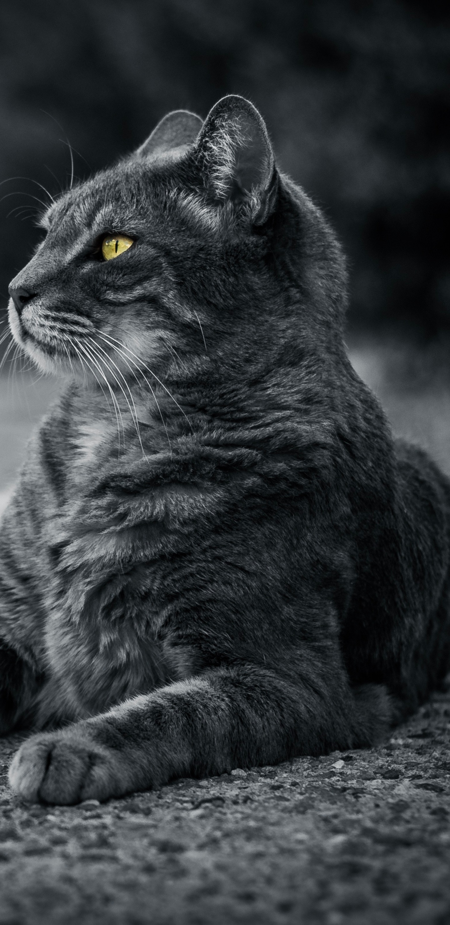 Graustufenfoto Von Tabbykatze. Wallpaper in 1440x2960 Resolution