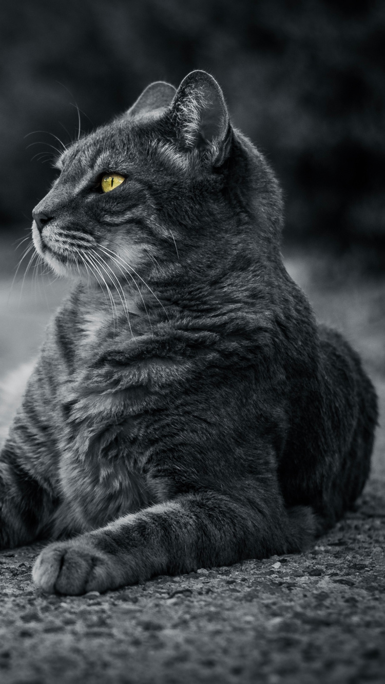 Graustufenfoto Von Tabbykatze. Wallpaper in 750x1334 Resolution