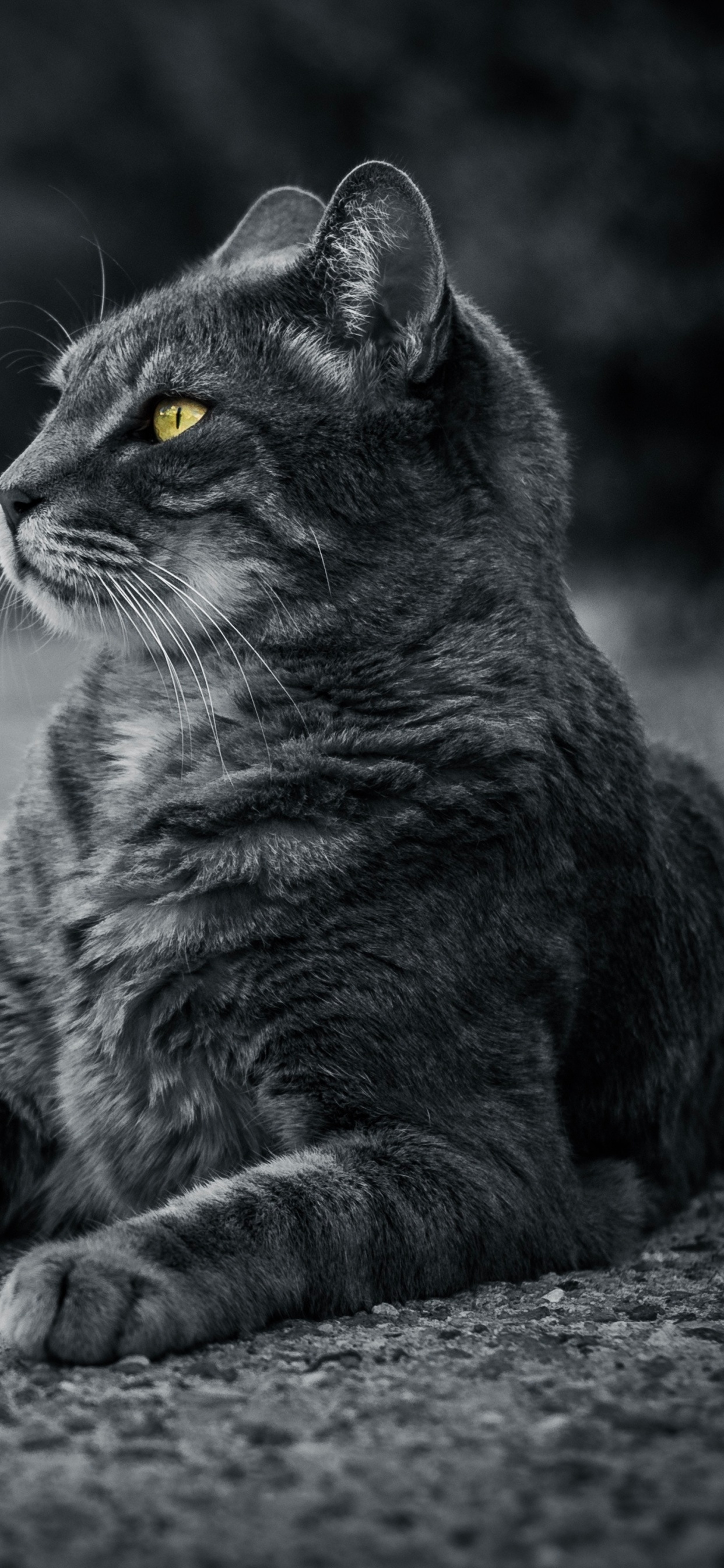 Grayscale Photo of Tabby Cat. Wallpaper in 1242x2688 Resolution
