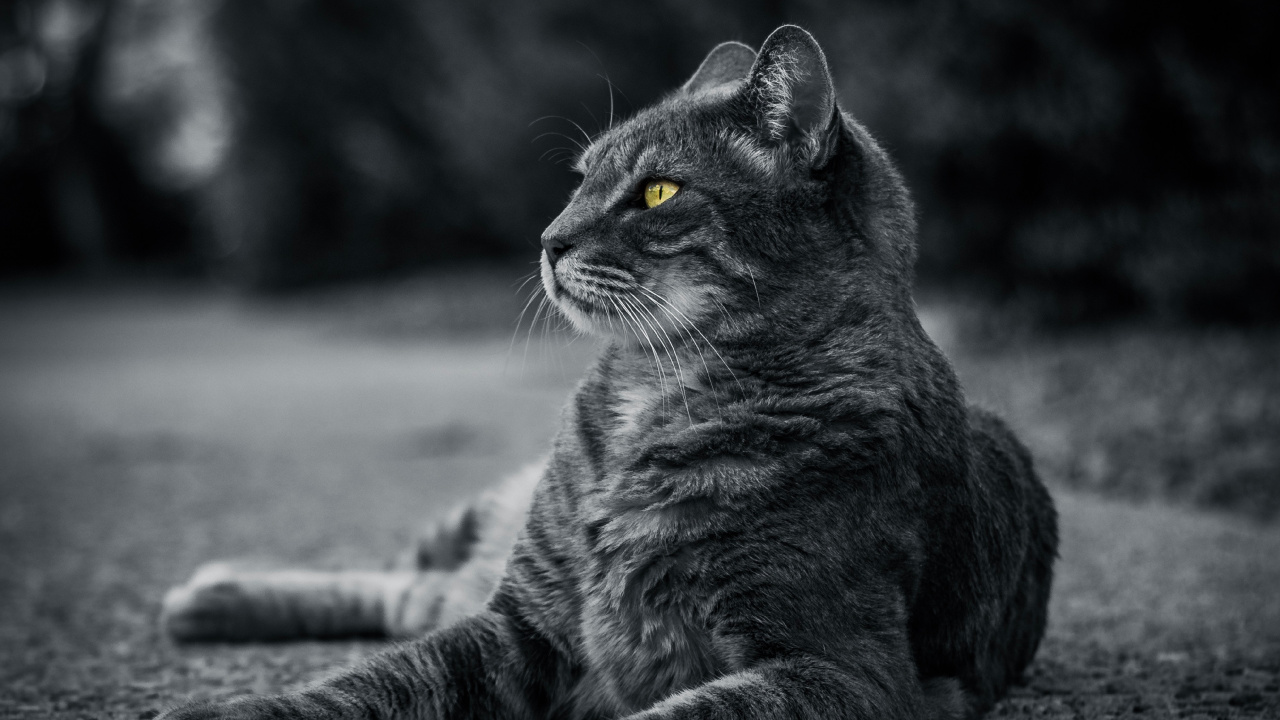 Grayscale Photo of Tabby Cat. Wallpaper in 1280x720 Resolution