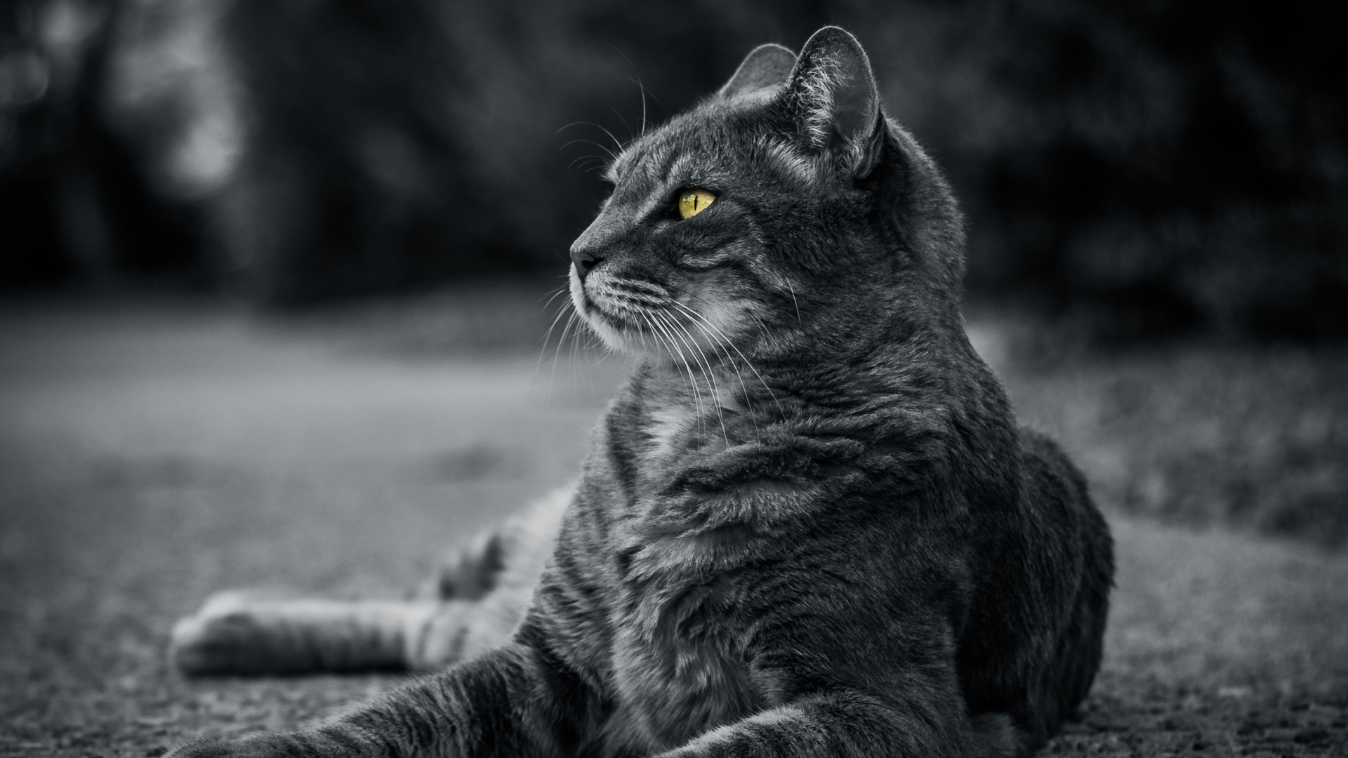 Grayscale Photo of Tabby Cat. Wallpaper in 1920x1080 Resolution