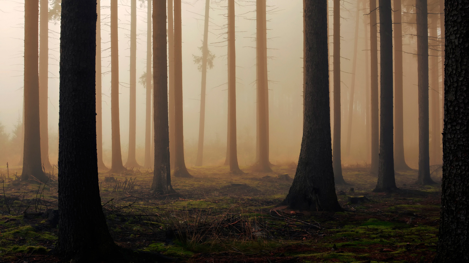Arbres Bruns Sur Terrain D'herbe Verte Pendant la Journée. Wallpaper in 1920x1080 Resolution