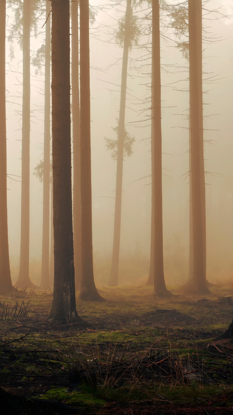 Arbres Bruns Sur Terrain D'herbe Verte Pendant la Journée. Wallpaper in 750x1334 Resolution