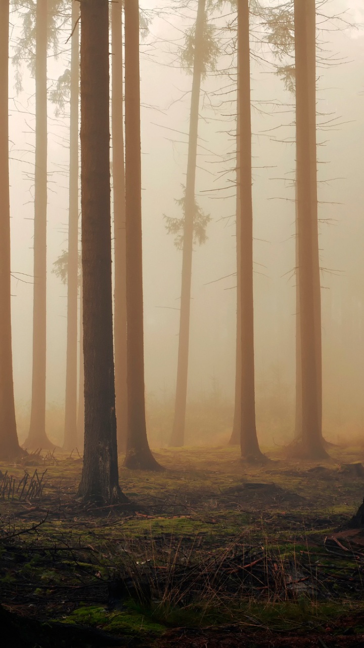 Brown Trees on Green Grass Field During Daytime. Wallpaper in 720x1280 Resolution