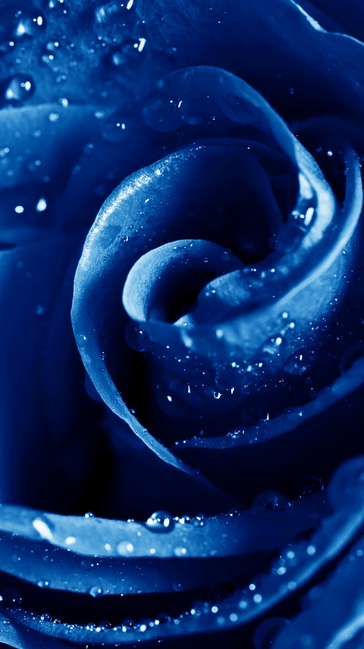 Rose, Blue Rose, Flower, Blue, Water. Wallpaper in 750x1334 Resolution