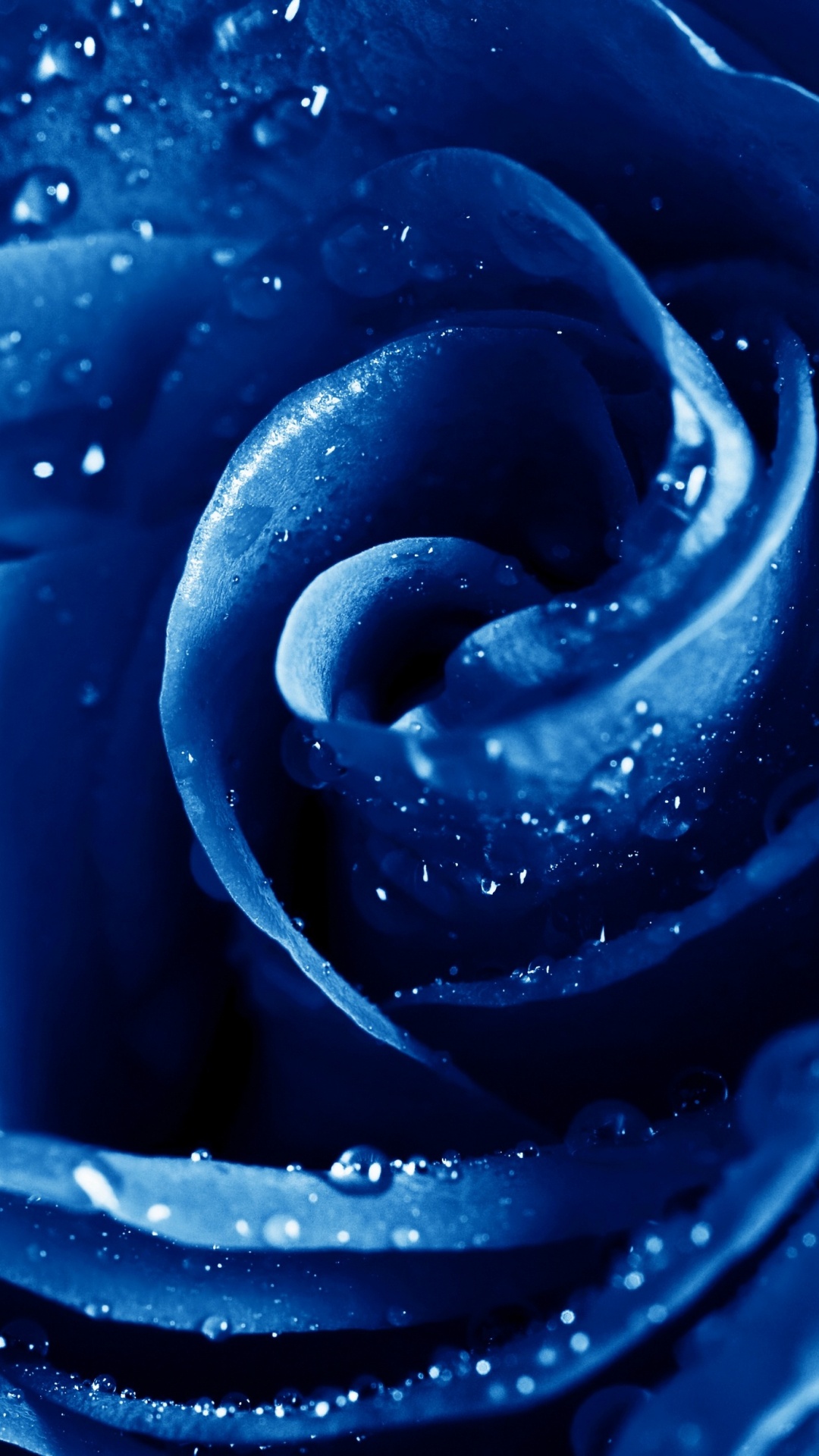 Rose, Blue Rose, Blau, Wasser, Tau. Wallpaper in 1080x1920 Resolution