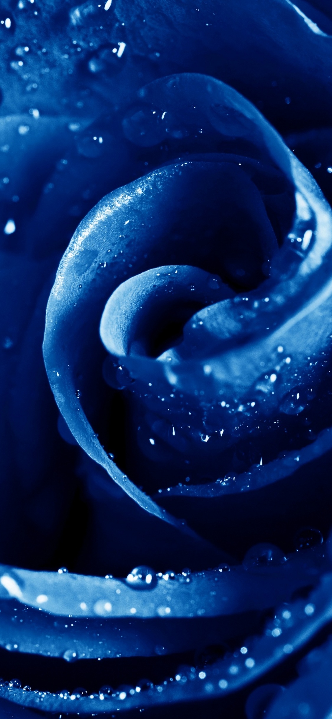 Rose, Blue Rose, Blau, Wasser, Tau. Wallpaper in 1125x2436 Resolution