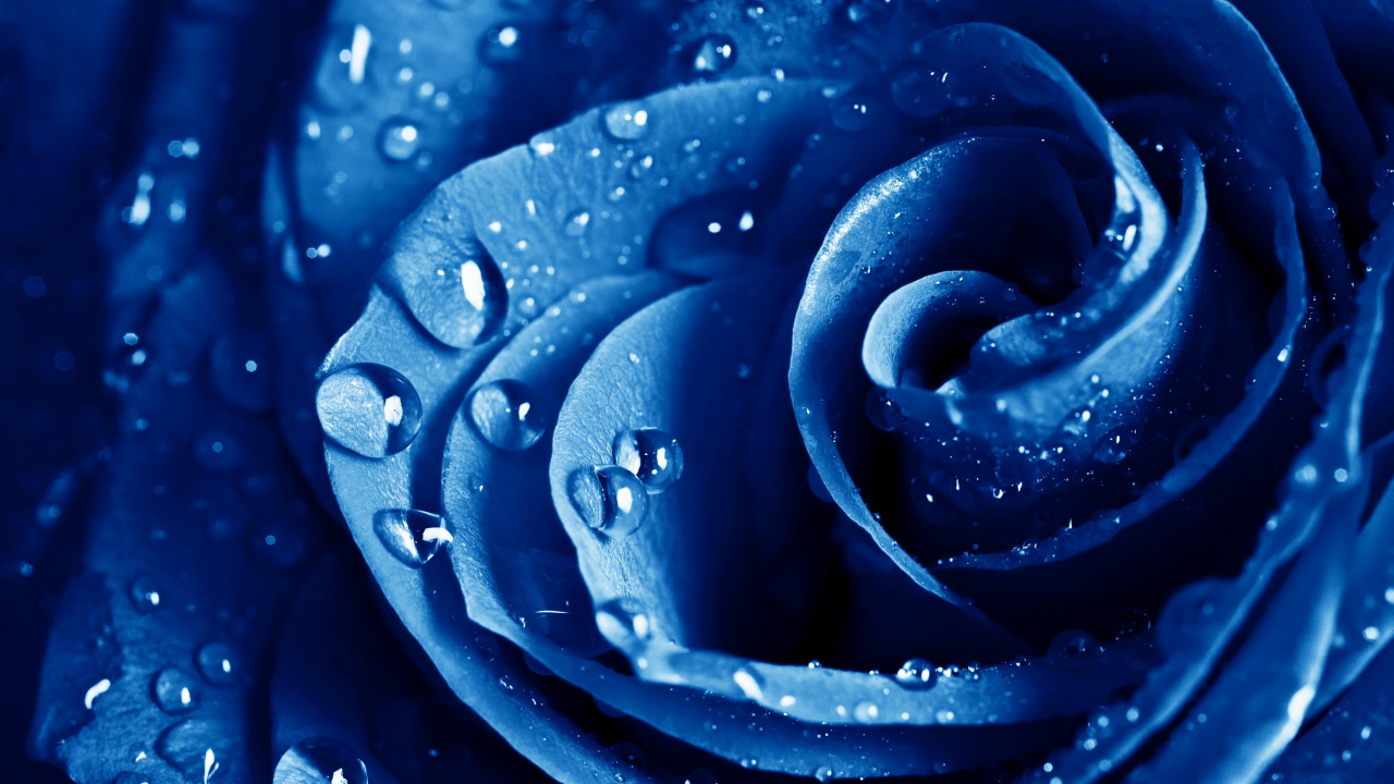 Rose, Blue Rose, Blau, Wasser, Tau. Wallpaper in 1280x720 Resolution