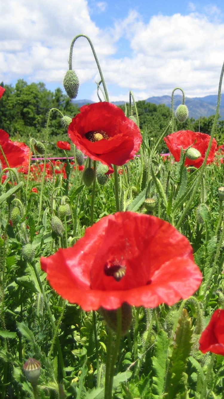 Red Flower Field Under Blue Sky During Daytime. Wallpaper in 750x1334 Resolution