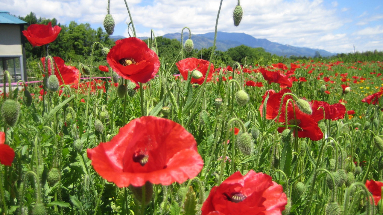 Champ de Fleurs Rouges Sous Ciel Bleu Pendant la Journée. Wallpaper in 1280x720 Resolution