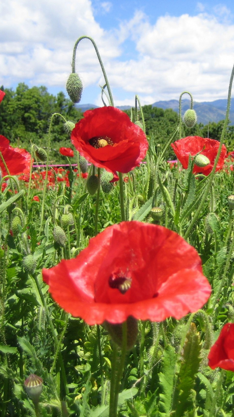 Champ de Fleurs Rouges Sous Ciel Bleu Pendant la Journée. Wallpaper in 750x1334 Resolution
